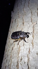 Osmoderma eremicola