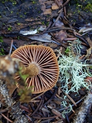 Cortinarius croceus