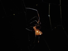 Argyrodes