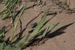 Cicindela scutellaris