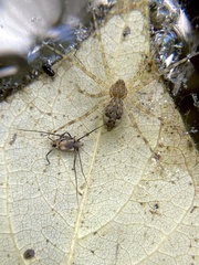 Lycosidae
