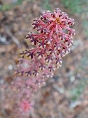 Pterospora andromedea