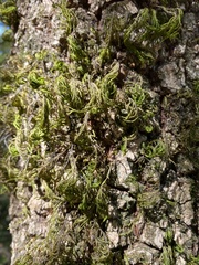 Dendroalsia abietina