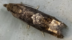 Eucosma parmatana