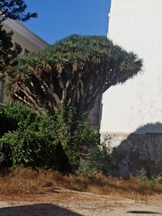 Dracaena draco