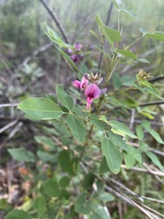 Lespedeza violacea