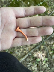 Cantharellus cinnabarinus