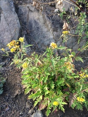 Patrinia rupestris