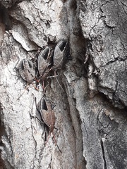 Poecilometis strigatus