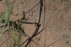 Cicindela scutellaris