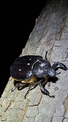Osmoderma eremicola