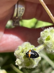 Cosmopepla conspicillaris
