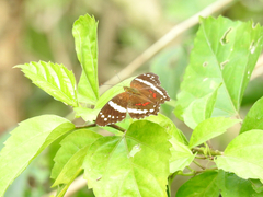 Anartia fatima