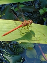 Sympetrum striolatum