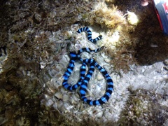 Laticauda laticaudata
