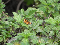 Anthanassa frisia