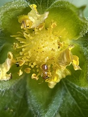 Brachymyrmex depilis