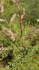 Tamarix ramosissima