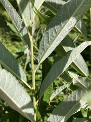 Salix humilis