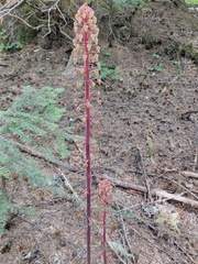 Pterospora andromedea