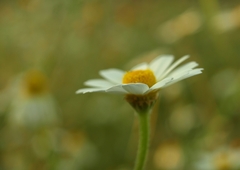 Anthemis