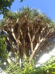 Dracaena draco
