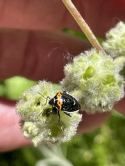 Cosmopepla conspicillaris