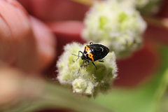 Cosmopepla conspicillaris