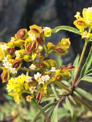 Patrinia rupestris