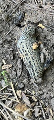Limax maximus