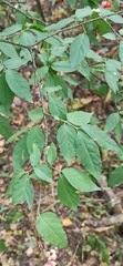 Euonymus verrucosus
