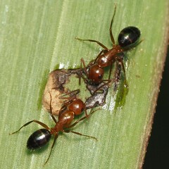 Myrmentoma