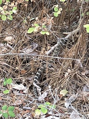 Crotalus oreganus oreganus
