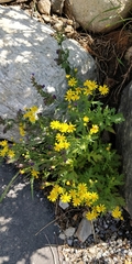 Senecio squalidus