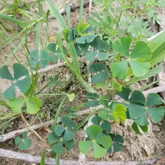 Marsilea