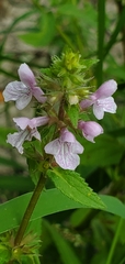 Stachys tenuifolia