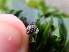 Littorina