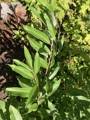 Salix humilis