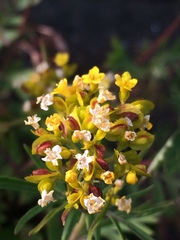 Patrinia rupestris