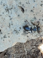 Megachilinae