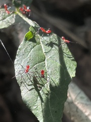 Zelus longipes