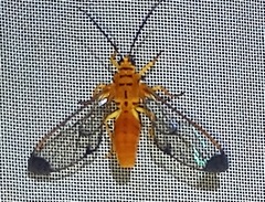 Isanthrene felderi