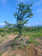 Pithecellobium dulce