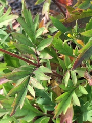 Patrinia rupestris