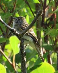 Empidonax minimus
