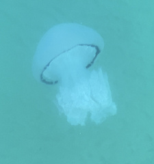 Rhizostoma pulmo