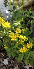 Senecio squalidus