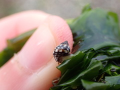 Littorina