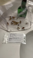Acer pictum