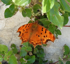 Polygonia egea